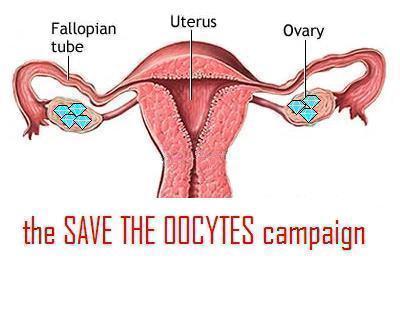 SAVE THE OOCYTES!